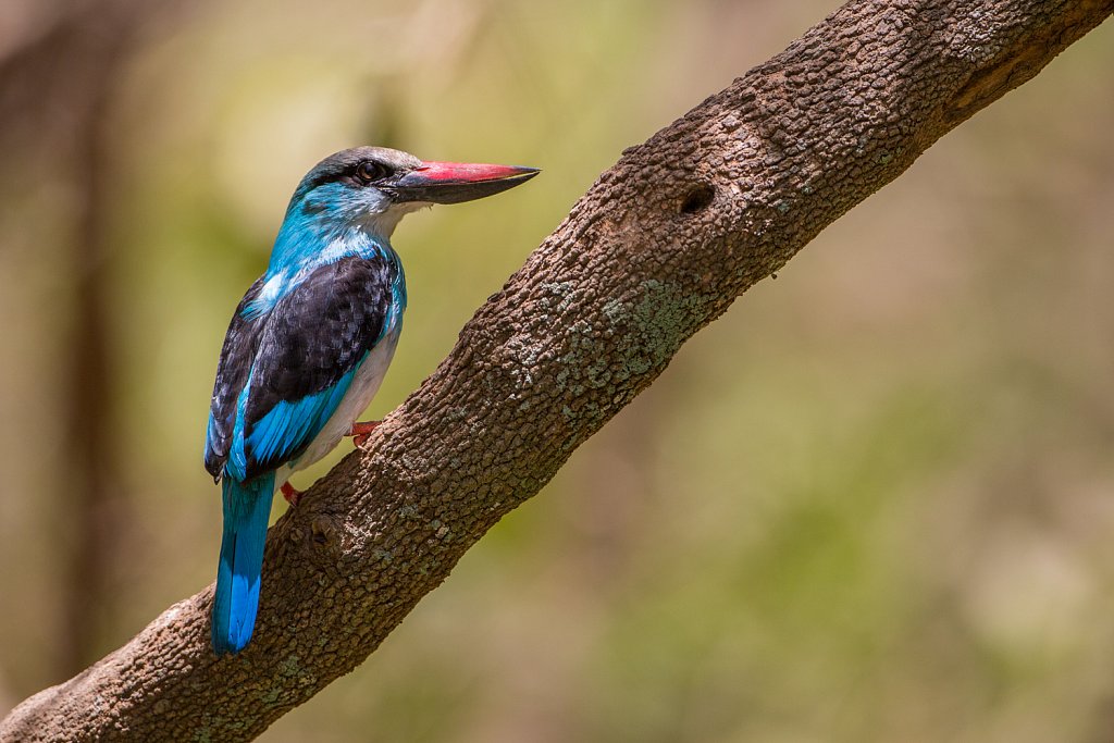 Blue-breasted kingfisher_Teugelijsvogel_Halcyon malimbica