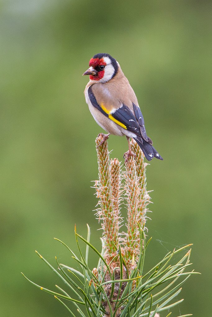 Putter_Carduelis carduelis