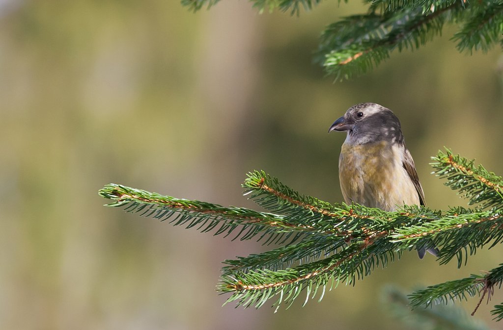 Kruisbek_Loxia curvirostra