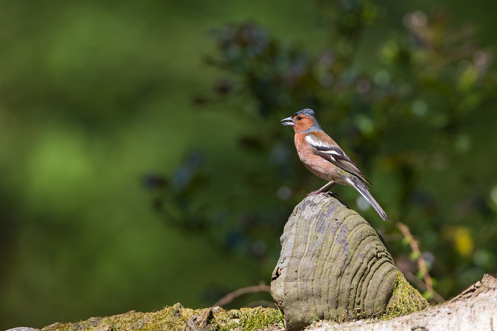 Vink_Fringilla coelebs