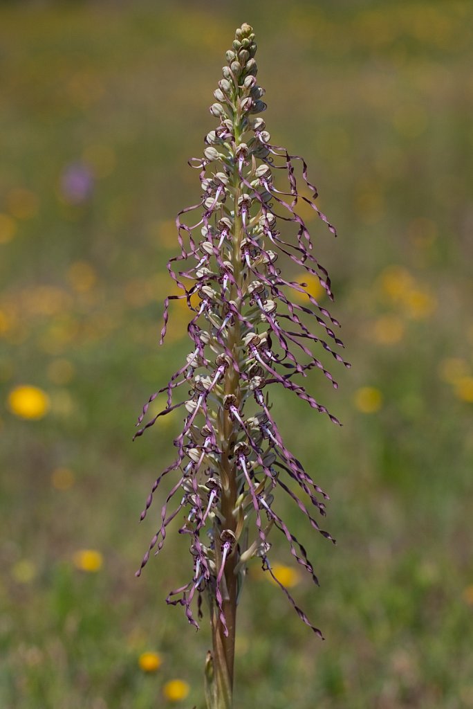 Bokkenorchis_Himantoglossum hircinum