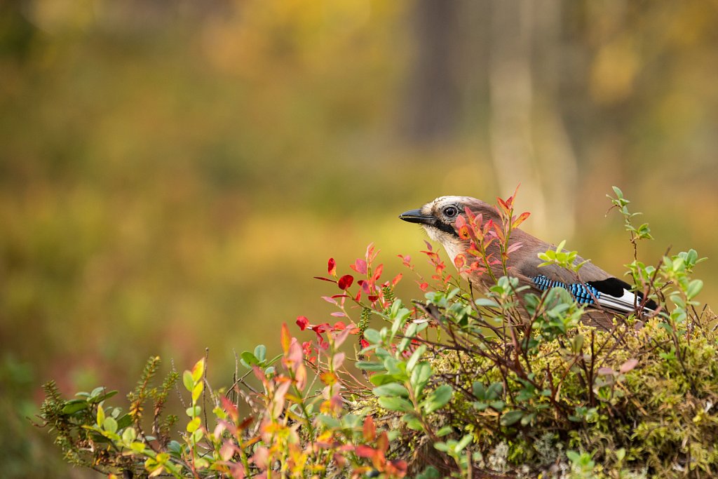 Gaai- Garrulus glandarius