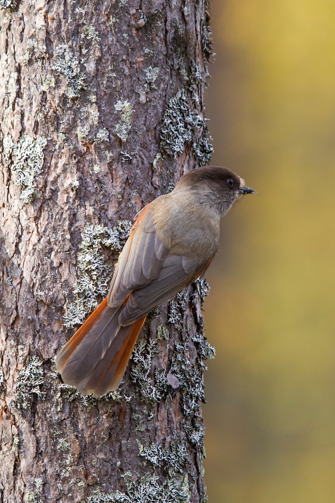 Taiga gaai- Perisoreus infaustus