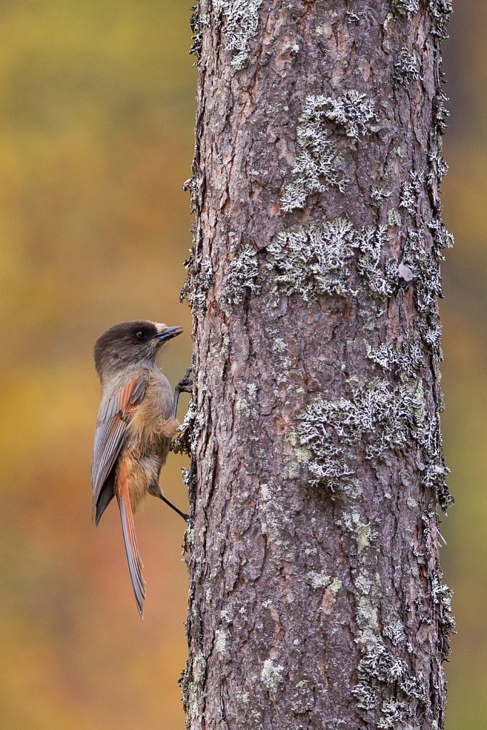 Taiga gaai- Perisoreus infaustus