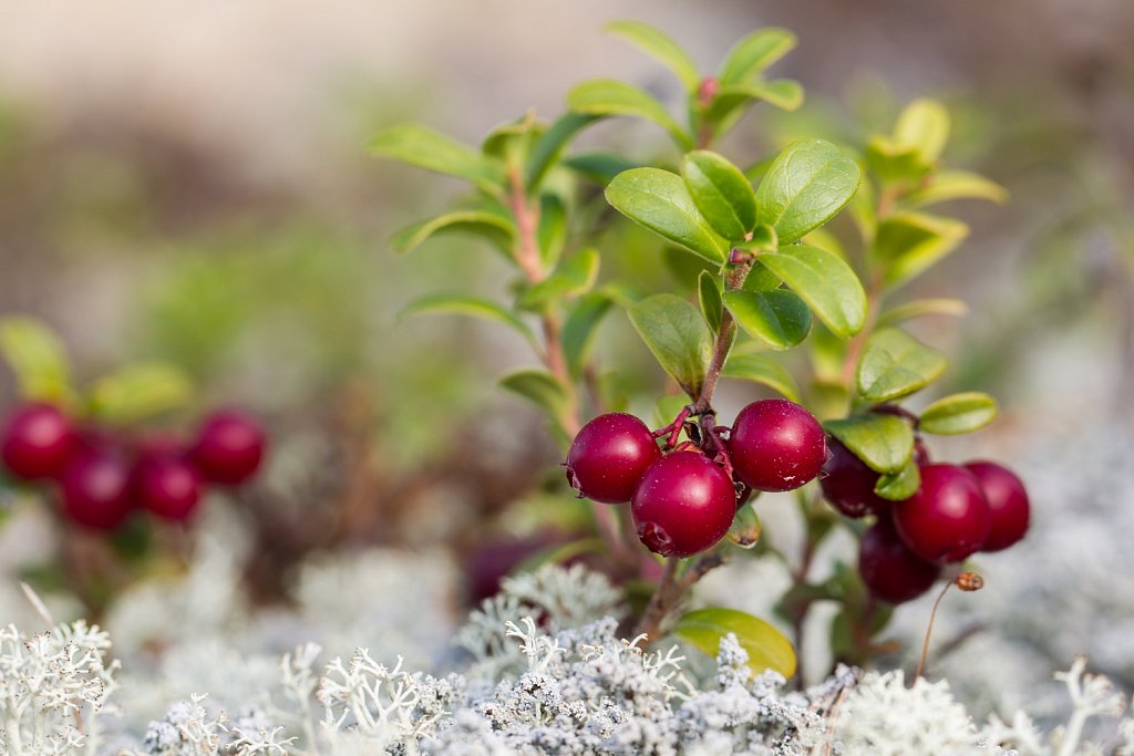 Rode bosbes- Vaccinium vitis-idaea