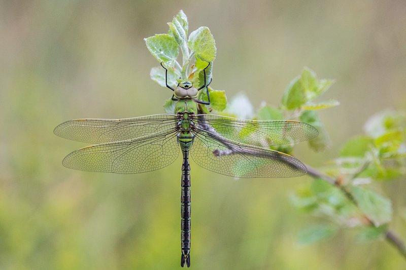 Libellen En Juffers Natuurinbeeld Be