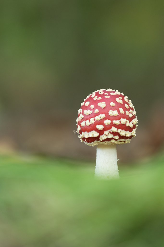 Vliegenzwam_Amanita muscaria