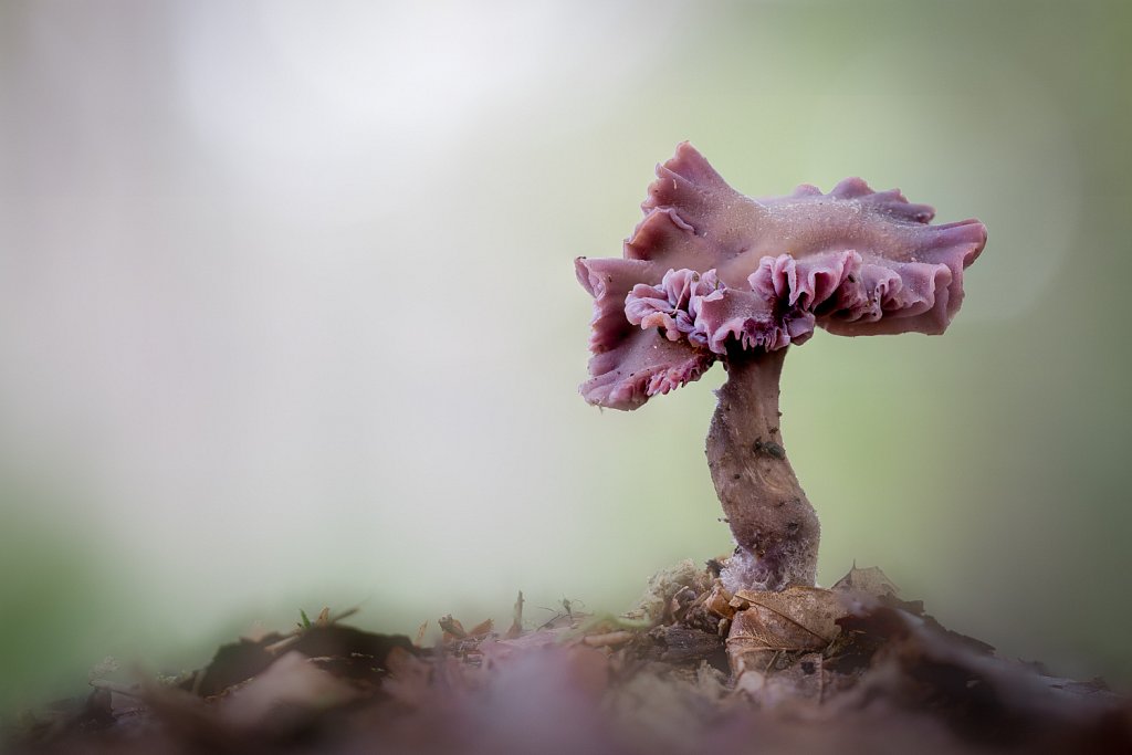 Rodekoolzwam_Laccaria amethystina