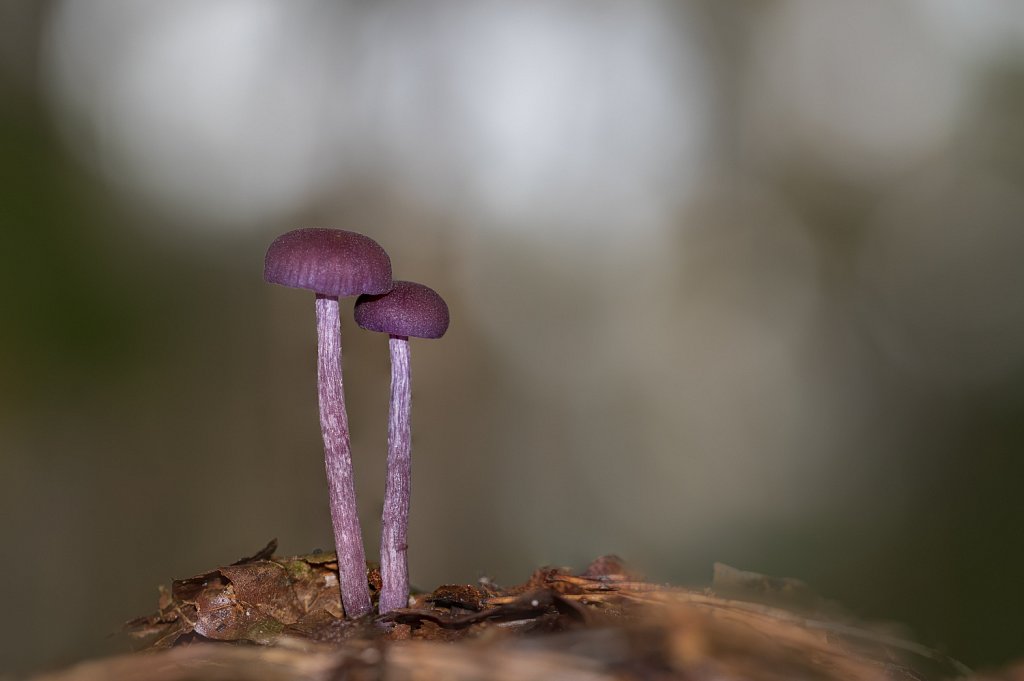 Rodekoolzwam_Laccaria amethystina