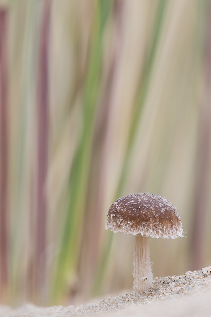 Duinfranjehoed_Psathyrella ammophila