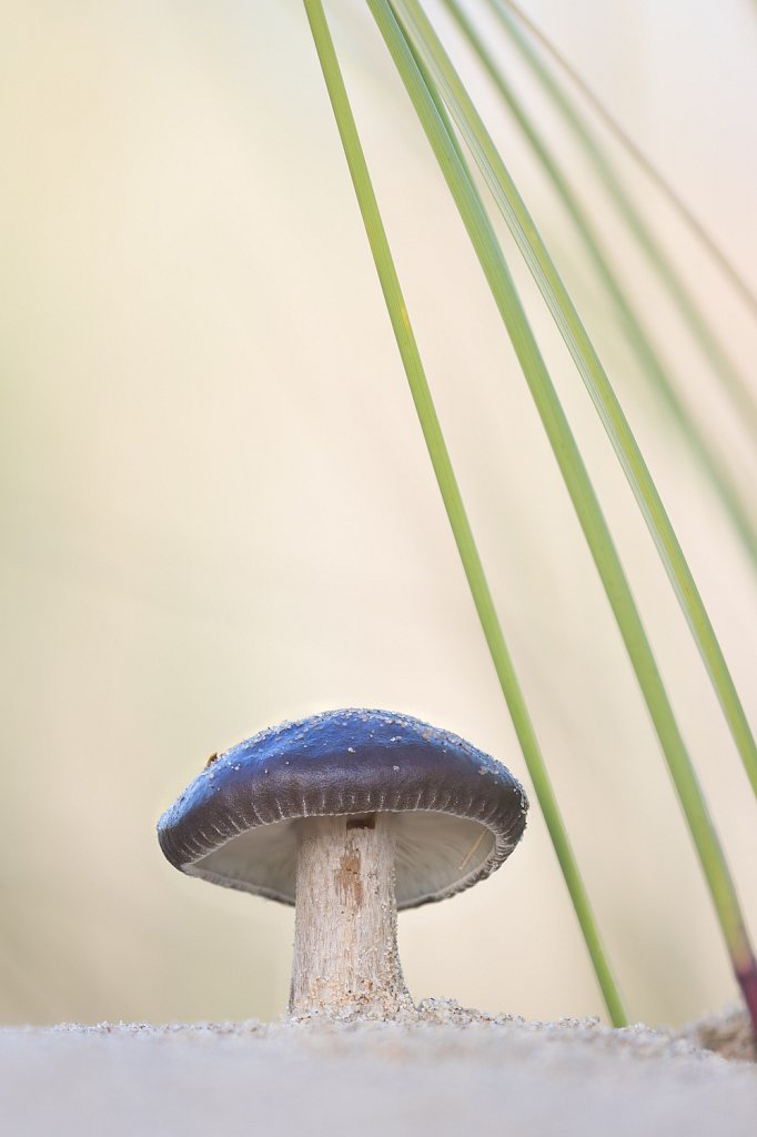 Duinveldridderzwam_Melanoleuca cinereifolia