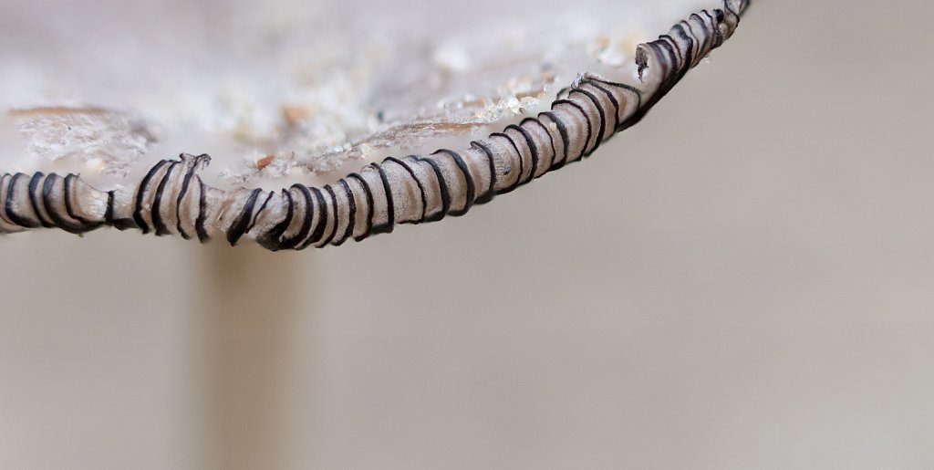 Helminktzwam_Coprinus ammophylae