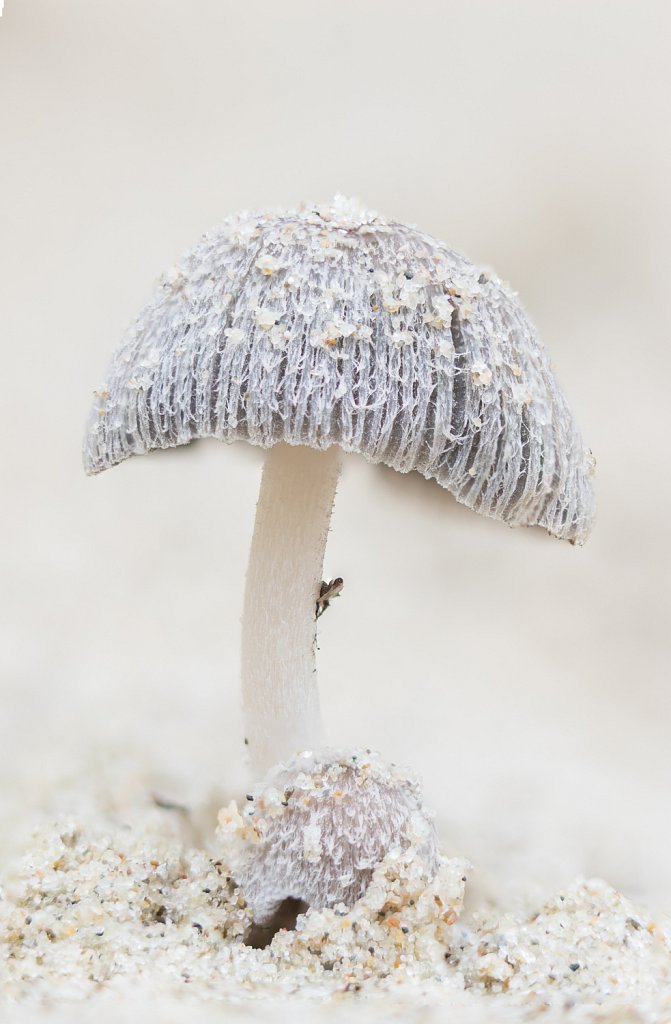 Helminktzwam_Coprinus ammophylae