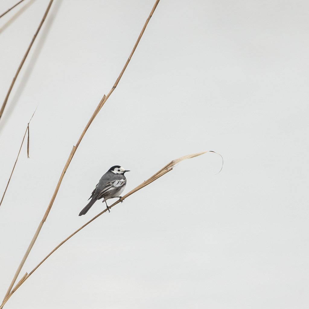 Witte kwikstaart_Motacilla alba