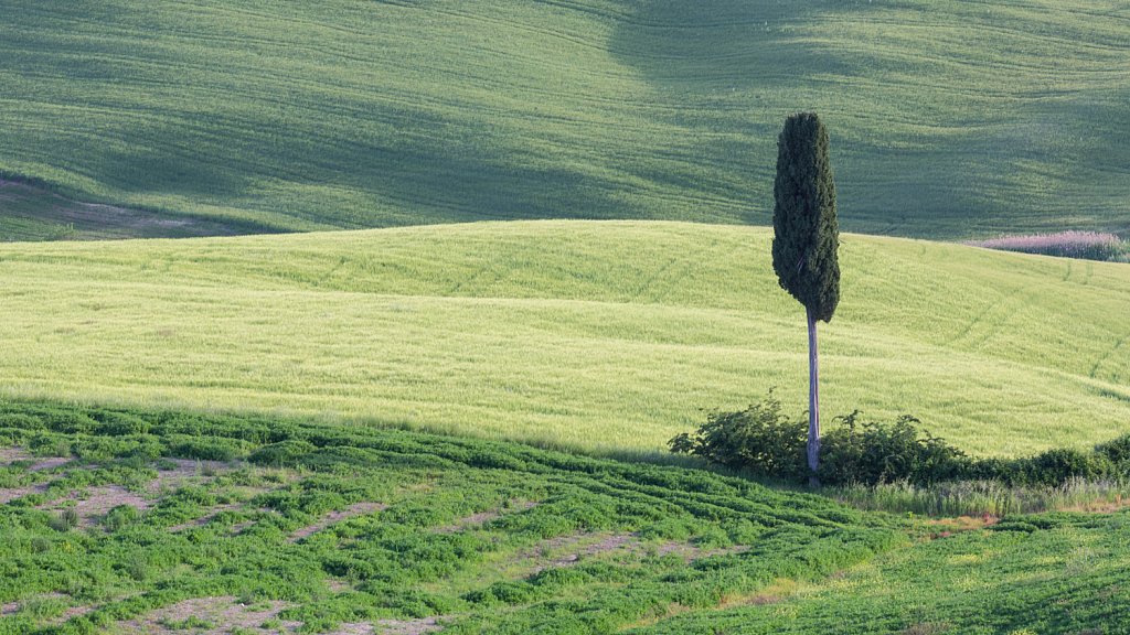 Italiaanse cipres_Cupressus sempervirens