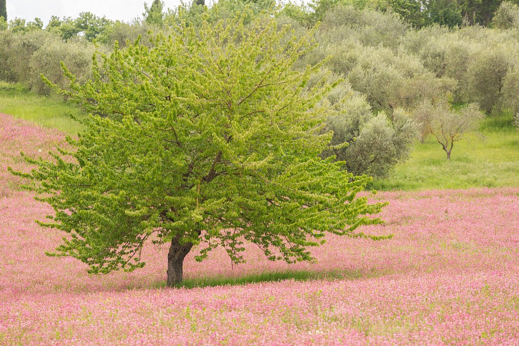Tamme kastanje_Castanea sativa