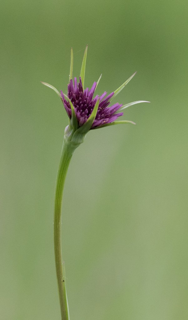 Paarse morgenstrer_Tragopogon porrifolius