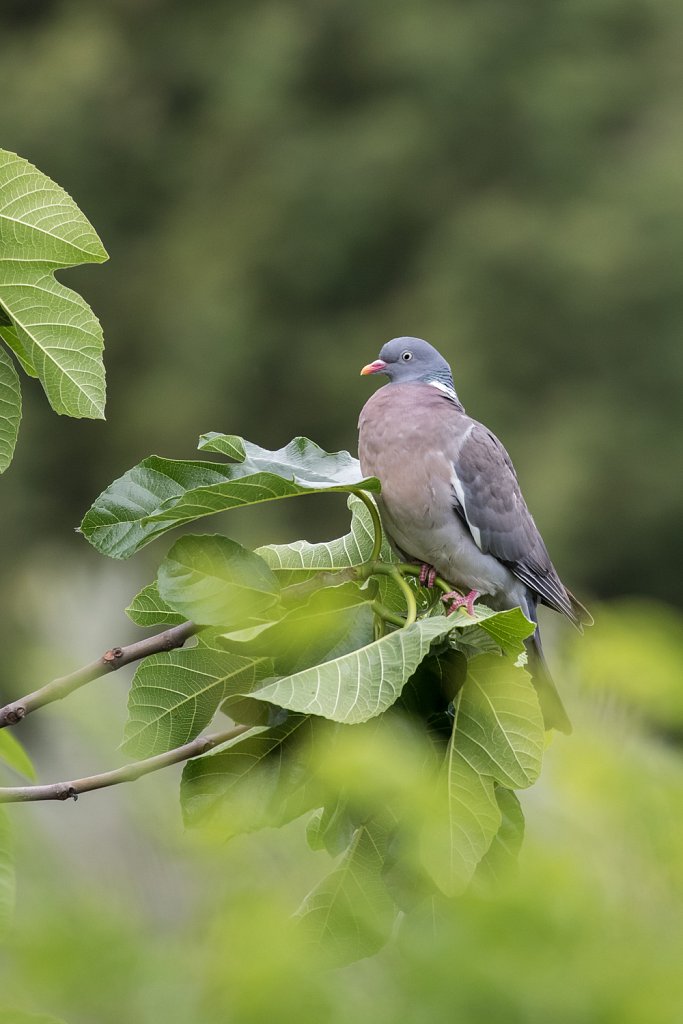Houtduif_Columba palumbus