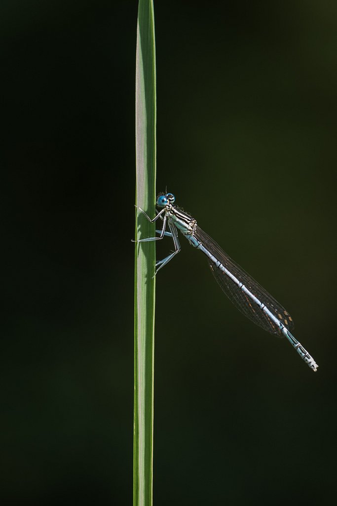 Blauwe breedscheenjuffer_Platycnemis pennipes