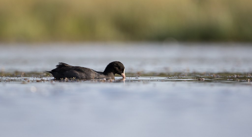 Meerkoet_Fulica atra