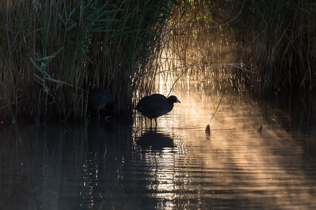 Meerkoet_Fulica atra