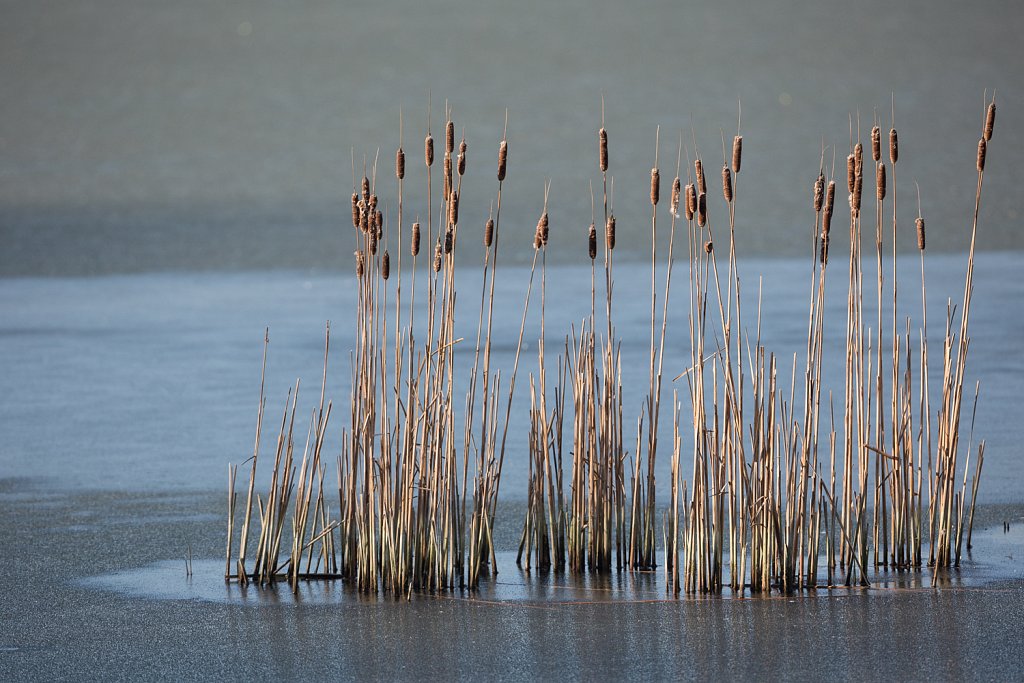 Lisdodde sp (Typha sp)