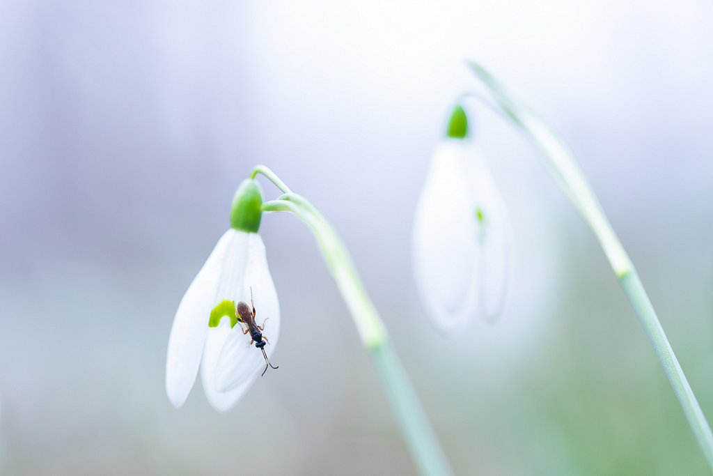 Sneeuwklokje_Galanthus nivalis met bladwesp sp.