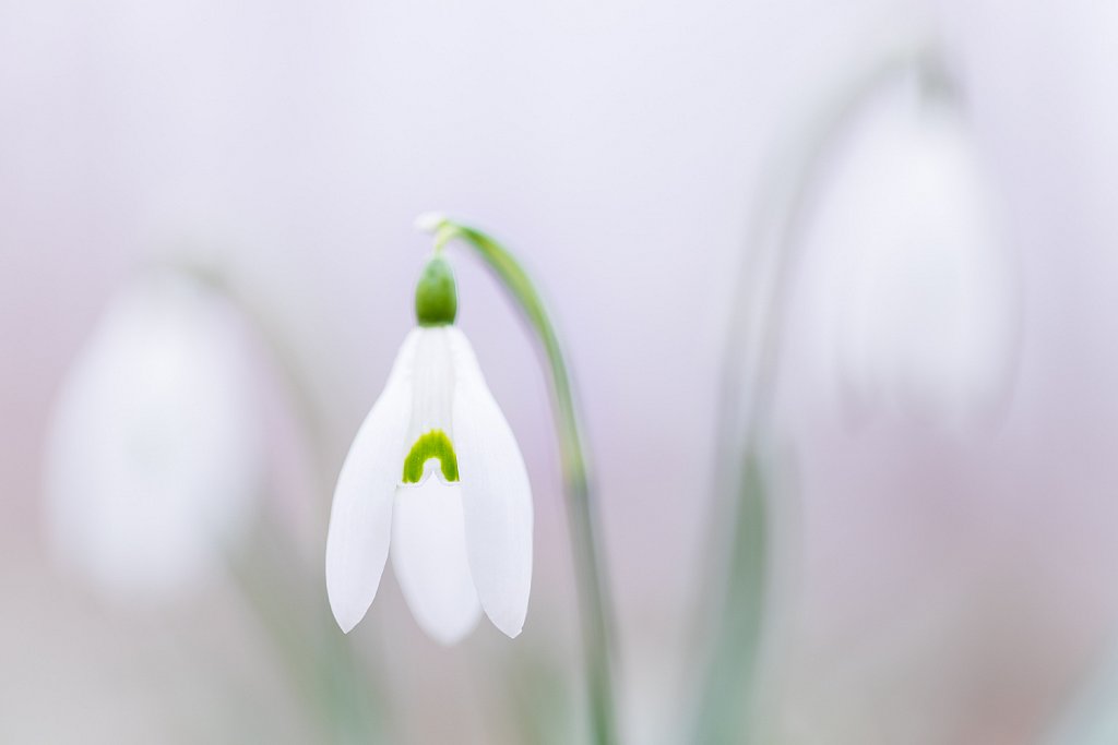 Sneeuwklokje_Galanthus nivalis