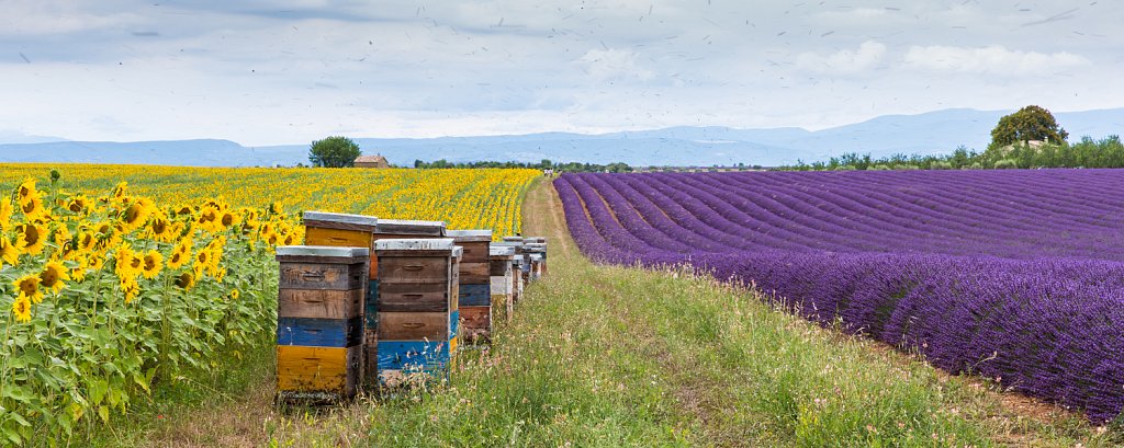 Zonnebloem-en lavendelvelden met bijenkisten