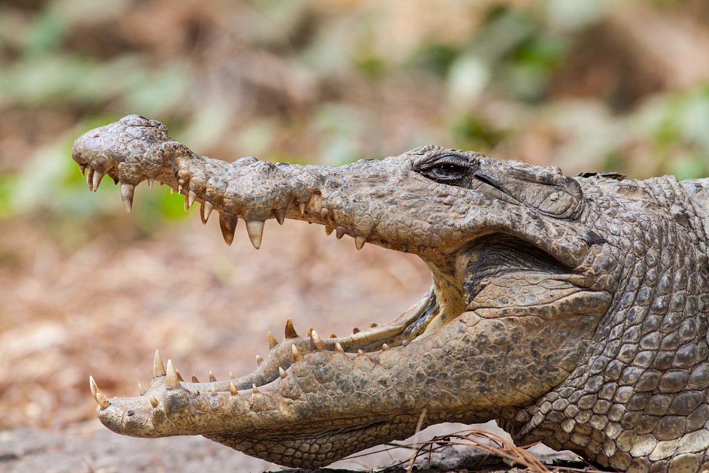 Nijlkrokodiel_Crocodylus niliticus