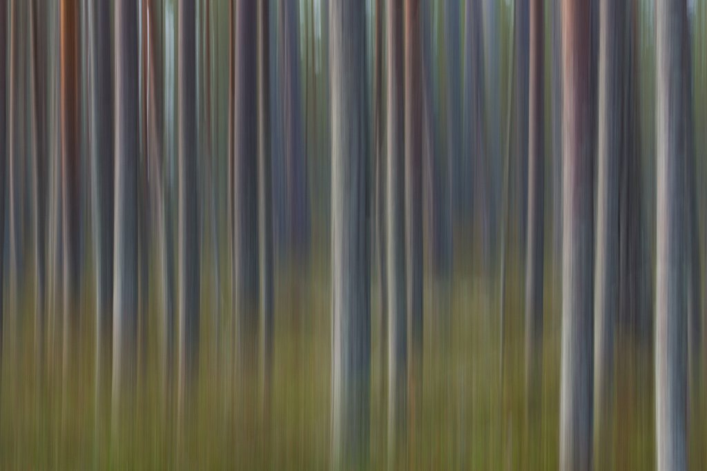 Bomen in de Finse taiga